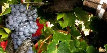 Vino, Vezzola (Costaripa): vendemmia conclusa, frutti equilibrati