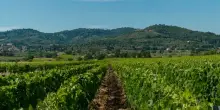 Vino, Suvereto e Val di Cornia: grandi uve e produzione nella media