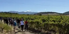 ”Sentieri del Carignano”: il Sulcis tra borghi, miniere, vigne e mare