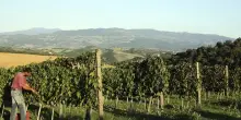 Vendemmia in Montecucco: calo produttivo ma uve di qualità eccellente