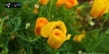Giornata Mondiale Habitat, analisi del verde urbano di 3Bee e XNatura