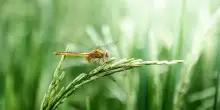 Nasce la rete del riso di Slow Food con il manifesto Slow Rice
