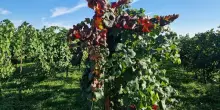 Vino, a Cesena Ri.Nova lancia “Sinergia” contro giallumi della vite