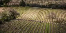Grattamacco: con annata 2022 “Bolgheri Doc Superiore” celebra 40 vendemmie