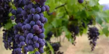 Vino, Cesanese di Olevano: nasce ufficialmente il Consorzio di Tutela