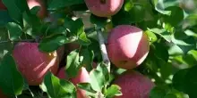 La mela di pianura dell’Emilia Romagna punta all’Igp