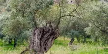 Interrogazione su deroga divieto fuochi nel Gargano per Xylella