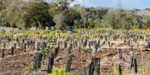 Ambiente, tenuta presidenziale Castelporziano ottiene certificazione FSC