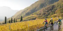 Con il Consorzio Vini Alto Adige un autunno di vino, sport e cultura