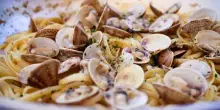 Lollobrigida: da Pe deroga taglia minima pesca vongole in Italia