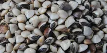 Federpesca: importante proroga per 5 anni taglia minima vongole