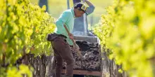Vino, Caiarossa celebra vent’anni di certificazione biodinamica