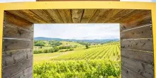 Vino, da 25 ottobre “Collio Evolution”: evento istituzionale Denominazione