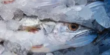 Progetto Fao da 20 mln per aumentare accesso cibo orgine acquatica