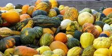 Coldiretti: la zucca economy attorno ad Halloween vale 30 mln