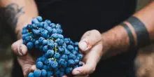 Vino, Omina Romana: vendemmia all’insegna di equilibrio e qualità