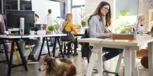 I cani in ufficio sono ancora un mezzo tabù. Ma con Fido a fianco lavoriamo tutti meglio