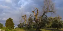 «Xylella sfruttata per fare affari con le rinnovabili»