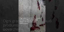 Australia, al via la migrazione di milioni di granchi rossi