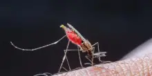 Dengue e Chikungunya: la mappa del rischio in Italia e i consigli degli esperti