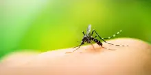 West Nile: 10 casi da inizio anno, 7 a Latina, ma il dato è in linea con il 2024