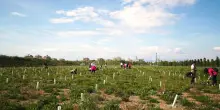Dai boschi all’agricoltura, l’Italia nel mercato dei crediti di carbonio