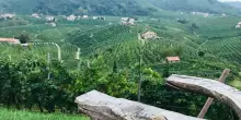 Vino, indagine Mediobanca: vendite e redditività in tenuta nonostante l’incertezza