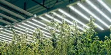 Cannabis light, ecco cosa si può fare e cosa è vietato dopo la legge sulla sicurezza