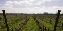 Uiv: stop temporaneo all’impianto di nuovi vigneti