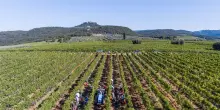 Rosso di Montalcino, con il doppio dei vigneti +21% di bottiglie in 5 mesi