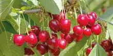 Frutta, esportazioni in ripresa ma la produzione cala ancora