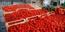 Pomodoro, il San Marzano convoca a Napoli i buyers di Francia e Germania