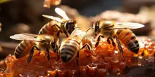 Le api sono in pericolo, cosa succede nei Paesi dell’Ue