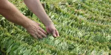 Tabacco, ai lavoratori aumento di 200 euro al livello medio