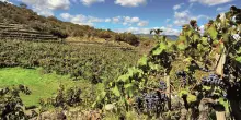 Vino europeo in crisi? Intanto la Ue finanzia le cantine sudafricane