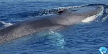 Nel Canyon di Caprera  il “regno” della biodiversità e rifugio dei cetacei