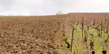 Troppo vino resta fermo in cantina:  «Meno rese e stop agli impianti»