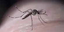 Virus West Nile in Italia: rischi e modalità di trasmissione