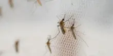 Virus West Nile, nel Lazio un decesso: prevenzione, sintomi e terapia