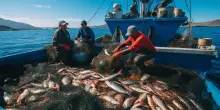Oltre 7,8 milioni per sostenere la competitività delle imprese della pesca