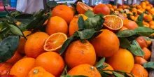 Arancia rossa di Sicilia Igp, cresce il valore di mercato trainato (anche) dal fenomeno dell’e-commerce