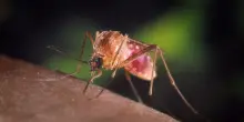West Nile: cresce l’allerta con 8 ricoveri in Campania e altri due casi nel Lazio