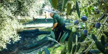 Coltivaitalia: piano da 1 miliardo per l’agricoltura
