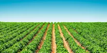 Una politica agricola comune per rafforzare la sicurezza alimentare