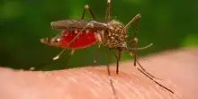 West Nile, test obbligatorio a tutti donatori di sangue nel Lazio