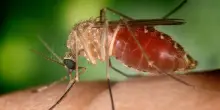 West Nile: primo decesso in Campania e secondo nel Lazio