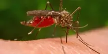 West Nile, un altro morto a Caserta: è il nono in Italia