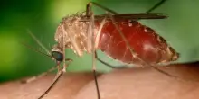 West Nile: in provincia di Roma +50% preventivi per zanzariere