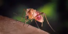 West Nile, muore 80enne di Aprilia: è ottavo nel Lazio