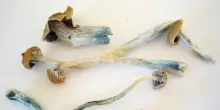 Funghi allucinogeni per curare la depressione: ecco la sperimentazione italiana